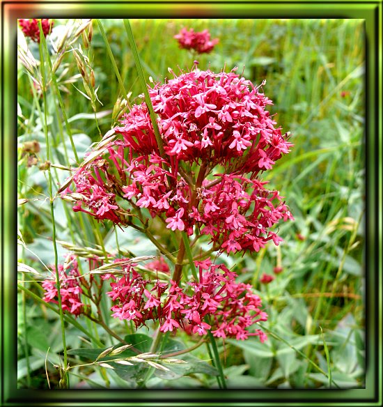 Rote Spornblume