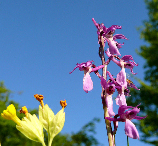 M&auml;nnliches Knabenkraut