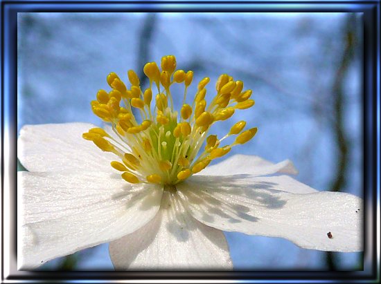 Busch-Windrschen (Anemone nemorosa)