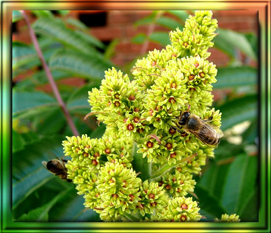 Honigbiene auf Essigbaumblte