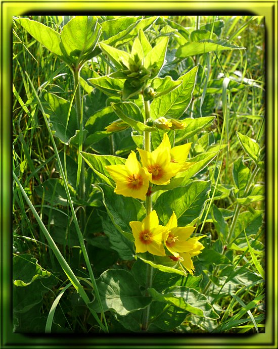 Goldfelberich