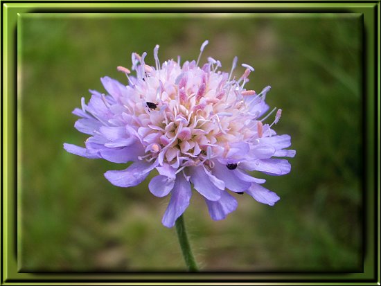 Ackerwitwenblume