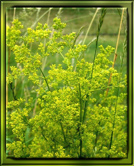 Echtes Labkraut