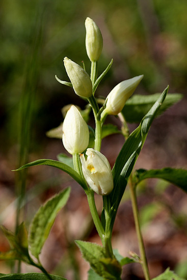 Wei�es Waldv�glein