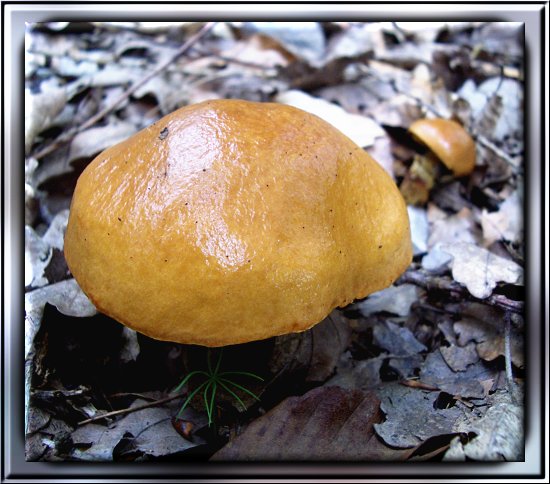 Sommersteinpilz