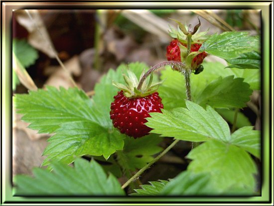 Walderdbeere