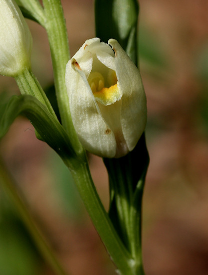 Wei�es Waldv�glein