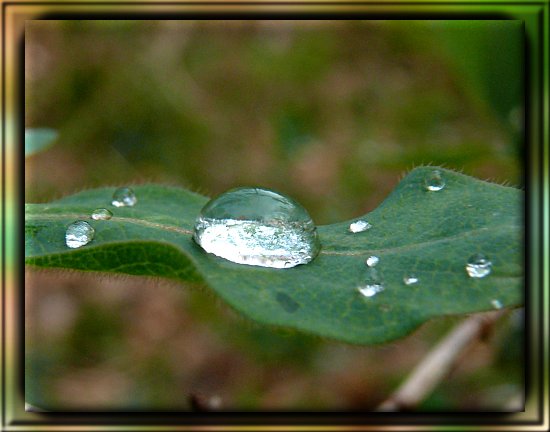 Wassertropfen auf Waldgeiblatt