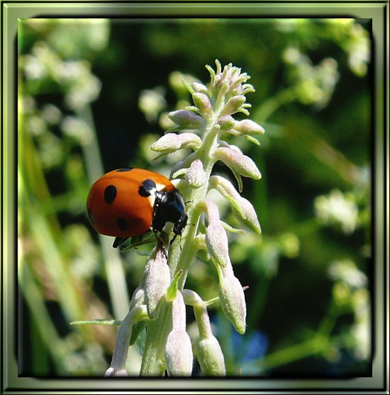 Siebenpunkt-Marienkfer