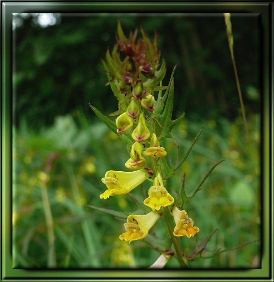 Wiesen-Wachtelweizen