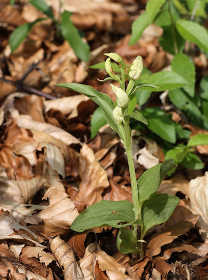 Wei�es Waldv�glein