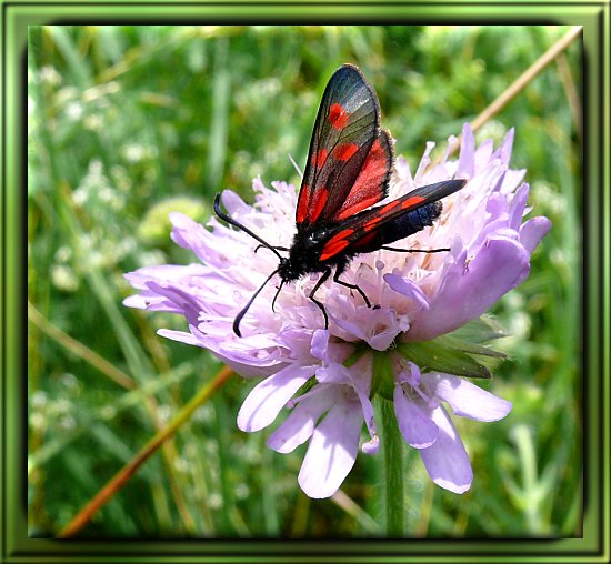 Sechsfleck-Widderchen / Gemeines Bluttrpfchen