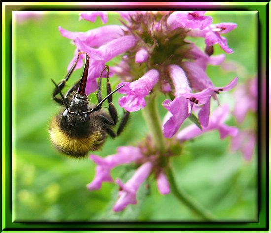 Hummel auf Gewhnlicher Betonie