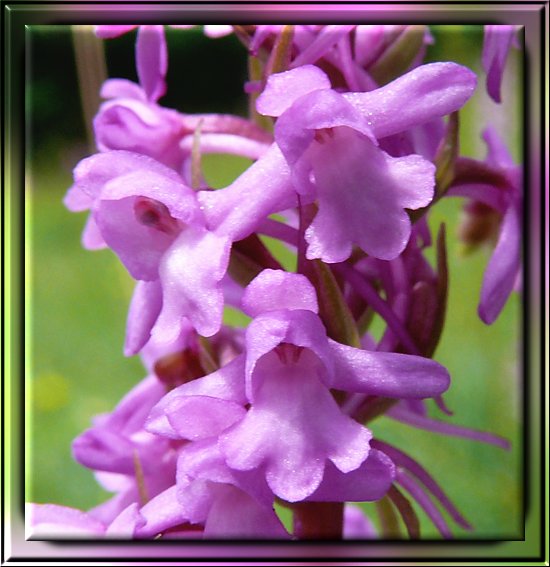 Groe Hndelwurz, eine in der Eifel beheimatete Orchidee