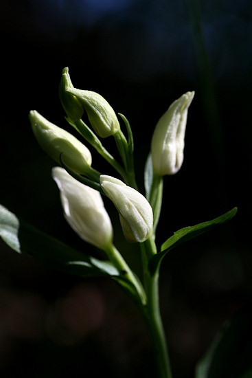 Wei�es Waldv�glein