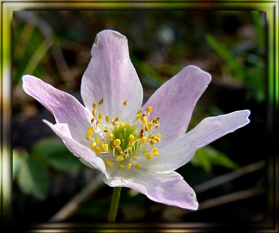 Busch-Windrschen (Anemone nemorosa)