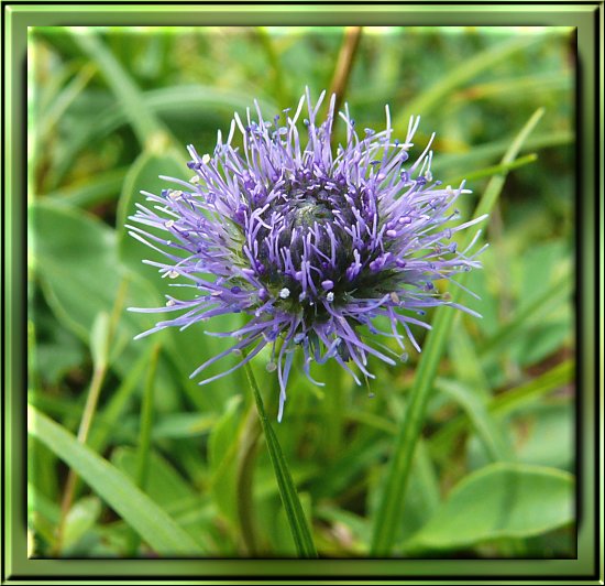 Gewhnliche Kugelblume