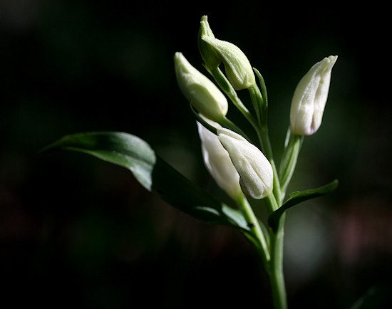 Wei�es Waldv�glein