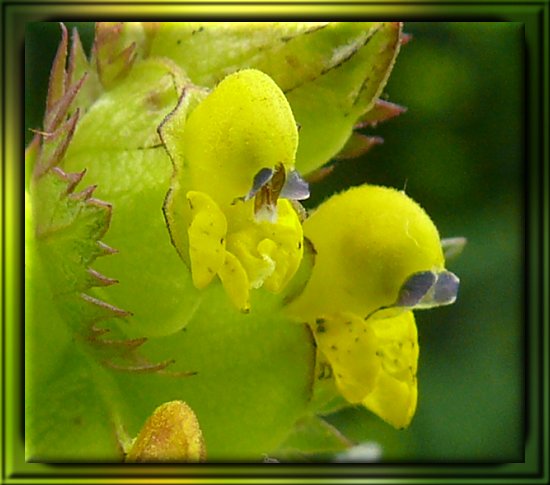 Grannen - Klappertopf