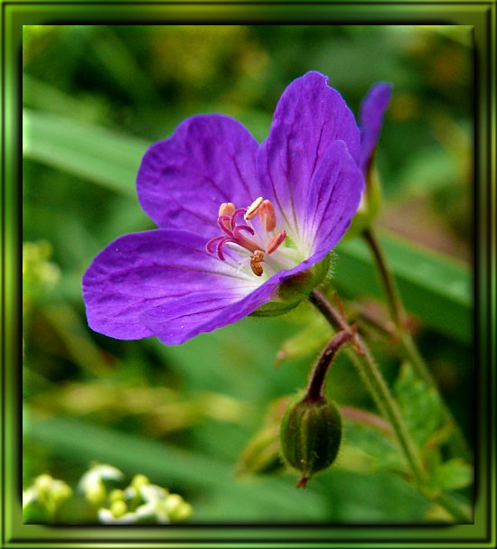 Wiesenstorchschnabel