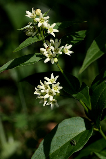 Schwalbenwurz