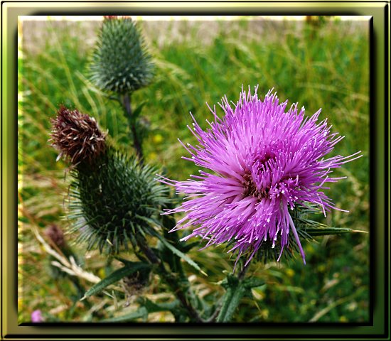 Gewhnliche Kratzdistel