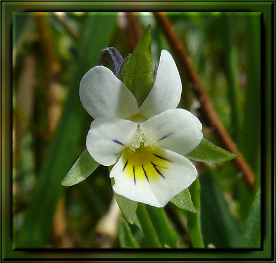 Wildes Stiefmtterchen