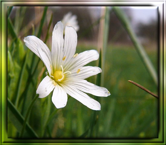 Sternmiere