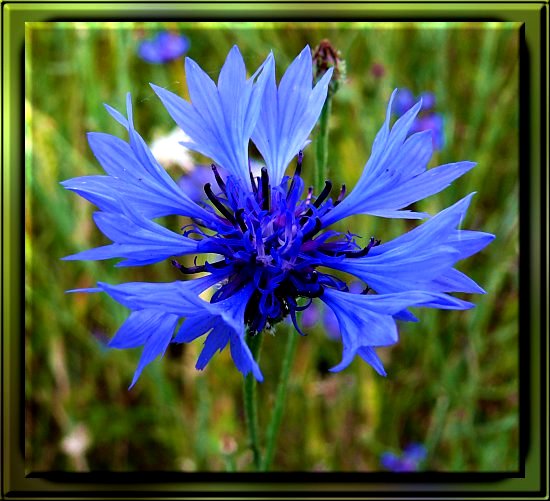 Korn-Flockenblume, kurz Kornblume