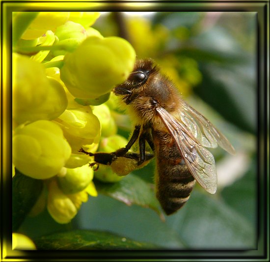 Honigbiene auf einer Gew�hnlichen Mahonie