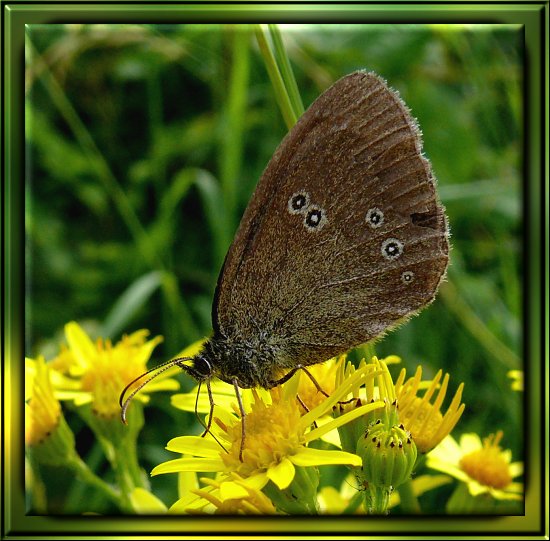 Waldbrettspiel / Laubfalter