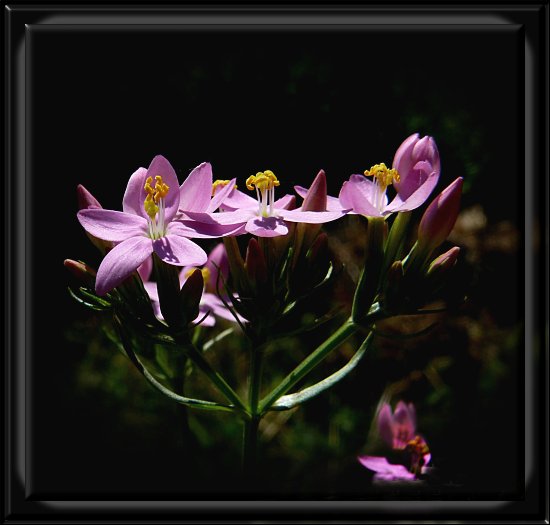 Echtes Tausendg�ldenkraut