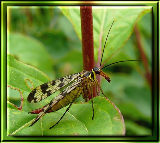 Gemeine Skorpionsfliege