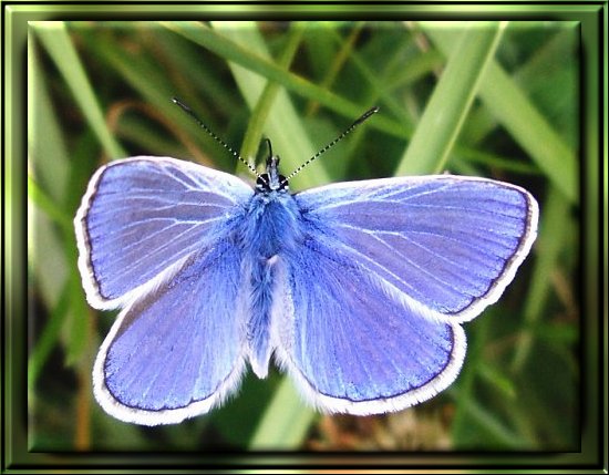 Himmelblauer Bluling / Steppenhalden-Bluling