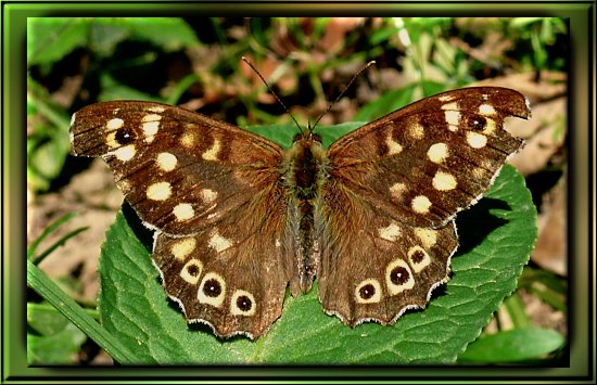 Waldbrettspiel / Laubfalter