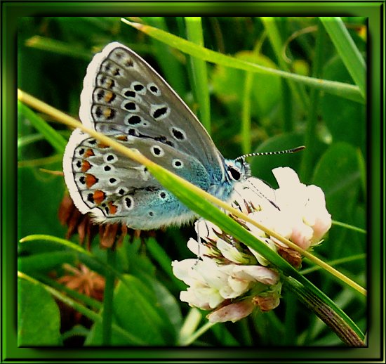 Himmelblauer Bluling / Steppenhalden-Bluling