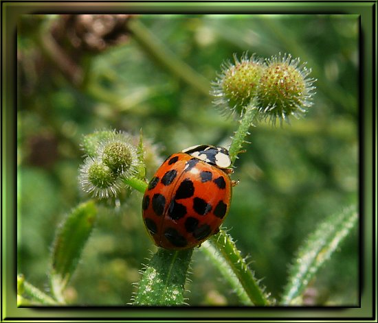 Asiatischer Marienkfer