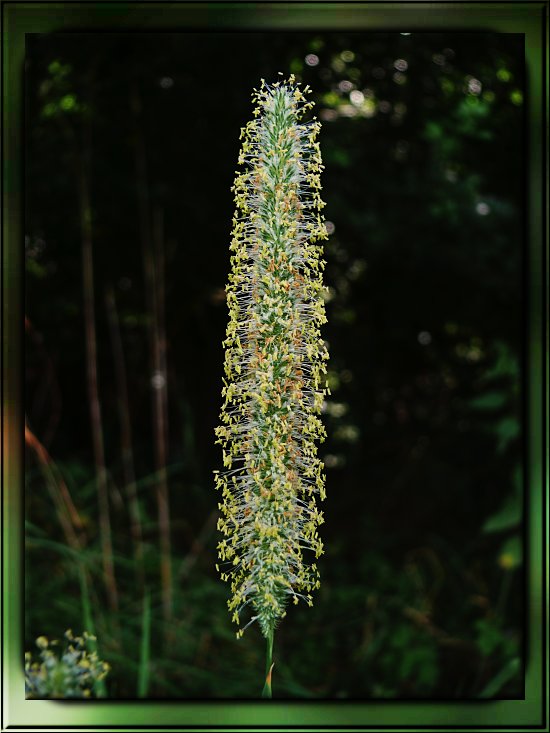 Wiesenlieschgras