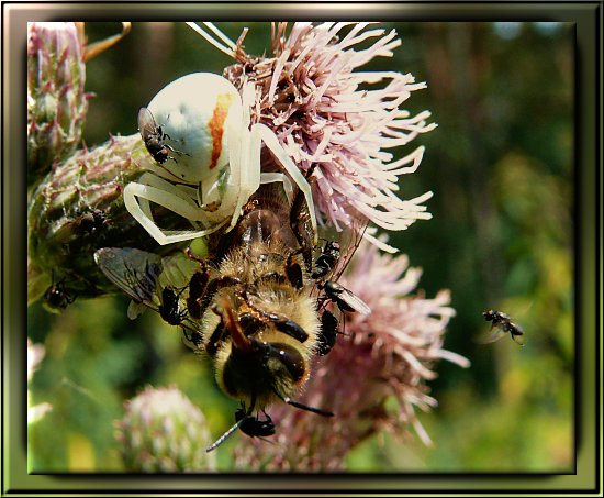 Vernderliche Krabbenspinne