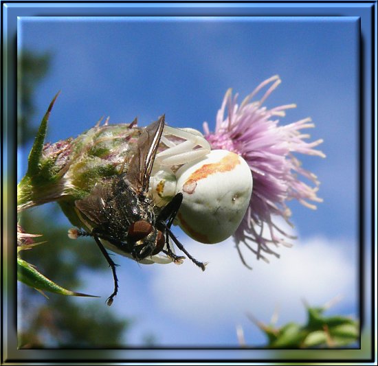 Vernderliche Krabbenspinne mit Beute