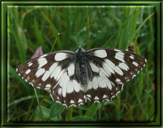 Schachbrettfalter