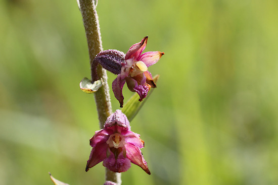 Braunrote Stendelwurz (Epipactis atrorubens)