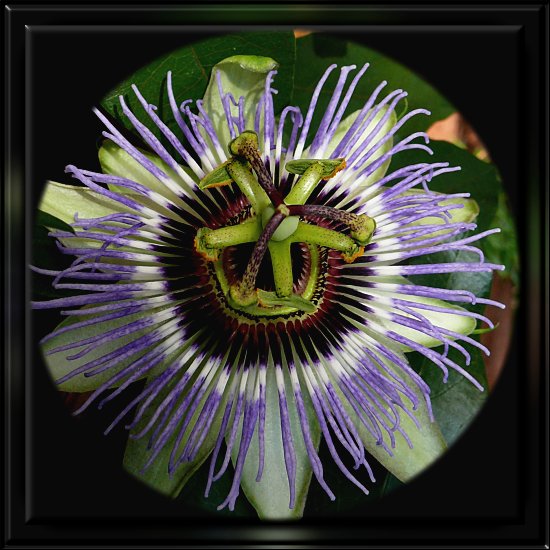 Passionsblume