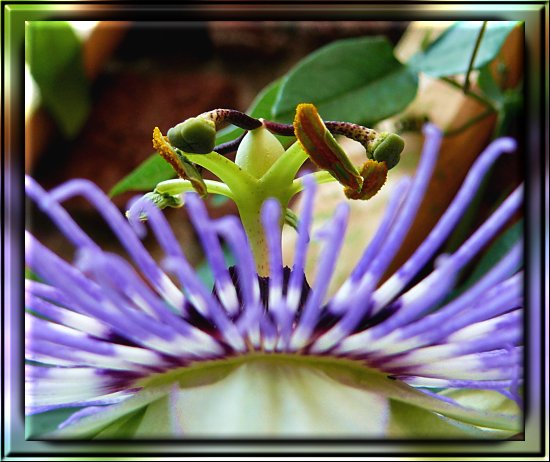 Passionsblume