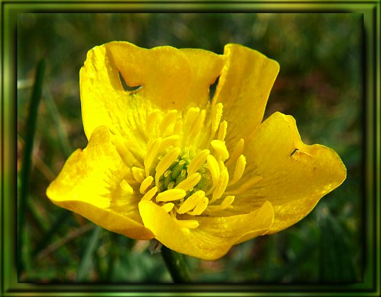 Gelbes Busch-Windr�schen Anemone ranunculoides L.