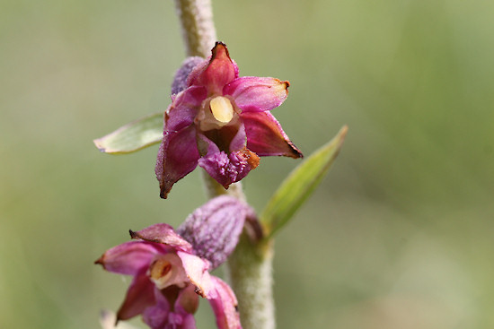 Braunrote Stendelwurz (Epipactis atrorubens)