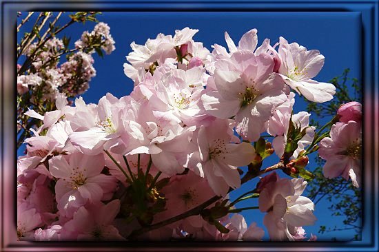 Blte der Japanischen Kirsche