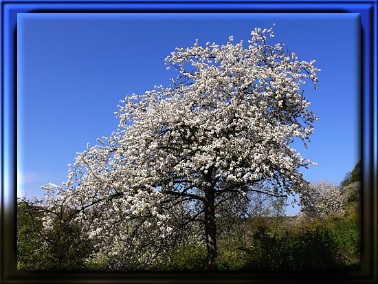 Wildkirsche in voller Blte