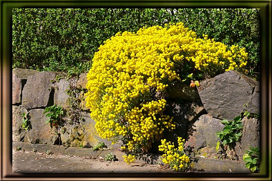Felsen-Steinkraut