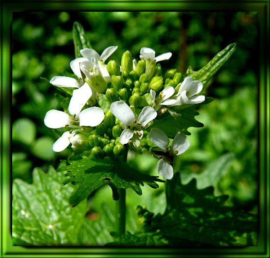 Knoblauchrauke